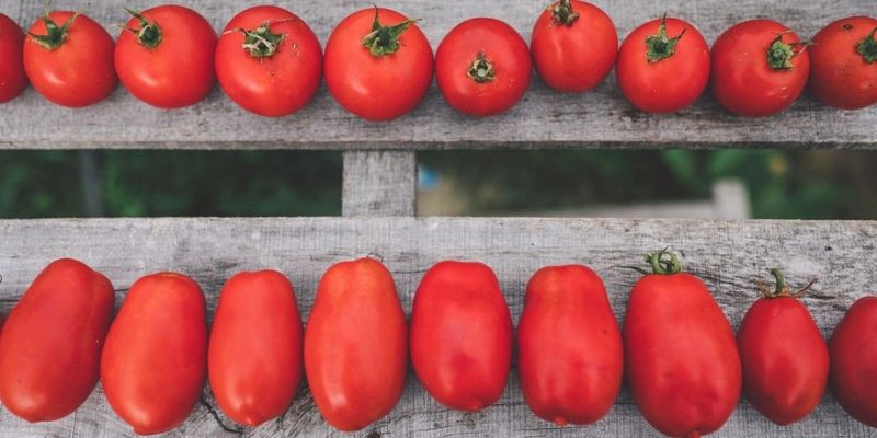 Nourish: Community Tomato Tasting, Abundance Sharing & Seedkeeping Event 3 800 x 400 tomato 6