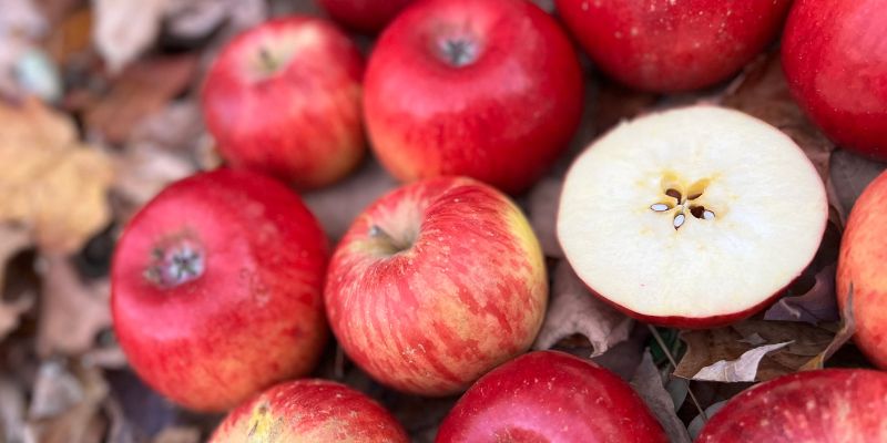 5 Keys to Establishing an Organic Apple Orchard & 5 Common Mistakes to  Avoid - Fruition Seeds