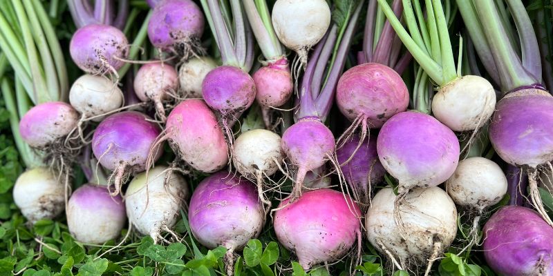 800 x 400 turnip 7