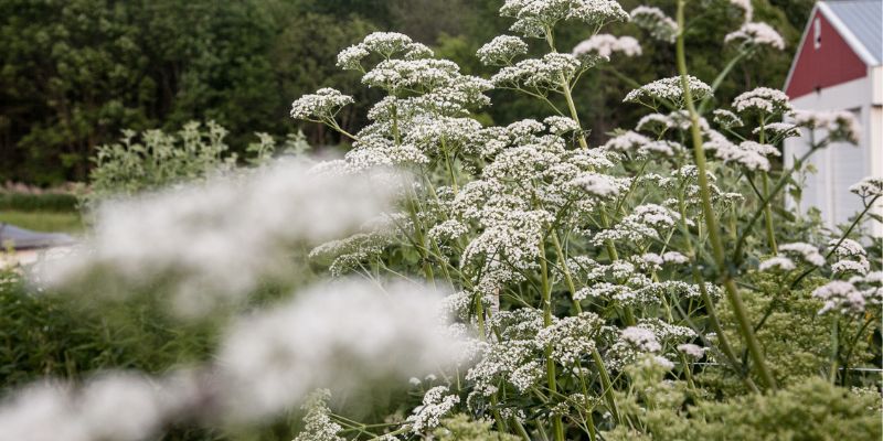 800 x 400 valerian herb flower 1