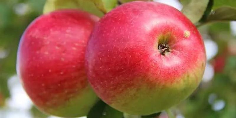 2023 Fruition's Fruit & Nut Tree Weekends at Garden Store! 14 800 x 400 wealthy apple