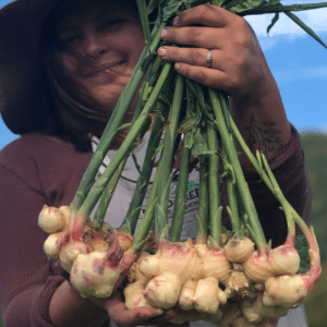 Organic Ginger