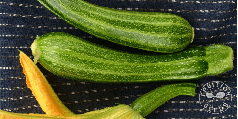 800 x 400 cocozelle zucchini