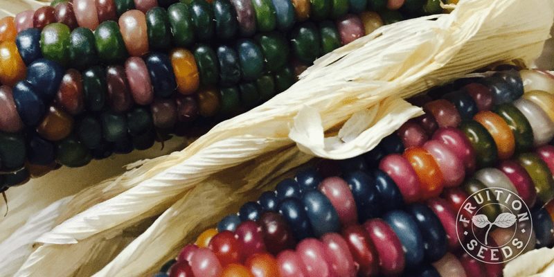 800 x 400 glass gem corn