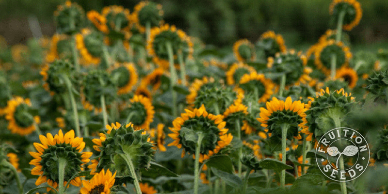 800 x 400 sonja sunflower