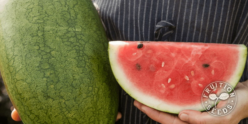 August Ambrosia watermelon whole and sliced in hand