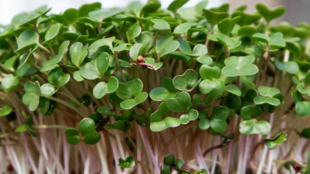 800x400 mustard microgreens