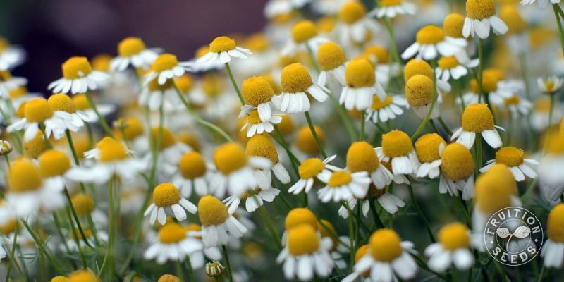 My Favorite Edible Flowers — simply living well