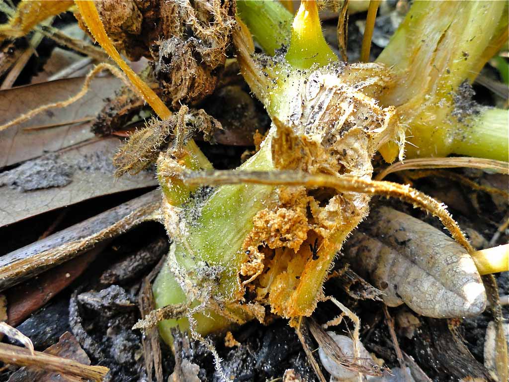 Squash Vine Borer Damage