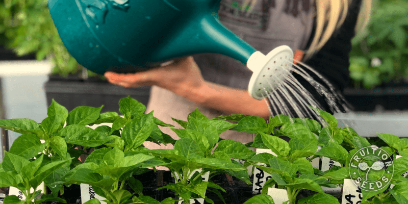 7 Steps for Gorgeous Tomato, Pepper & Eggplant Seedlings Plus Common Mistakes to Avoid 17