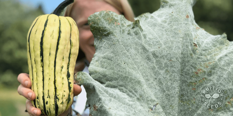 When to Harvest & How to Cure Winter Squash 2