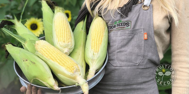 corn in pot person in apron