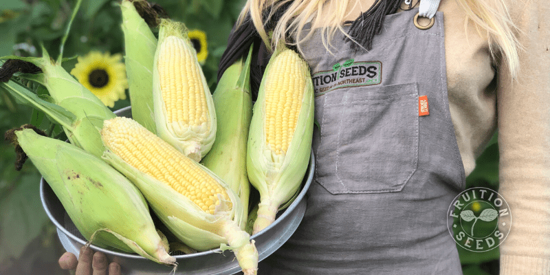 6 Easy Seeds to Direct Sow in June (& How to Transplant, If You Must) 12 corn in pot person in apron