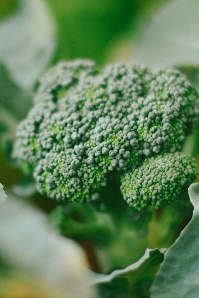 BVhbenNTTlujmWKAO8D7 800 x 1200 broccoli