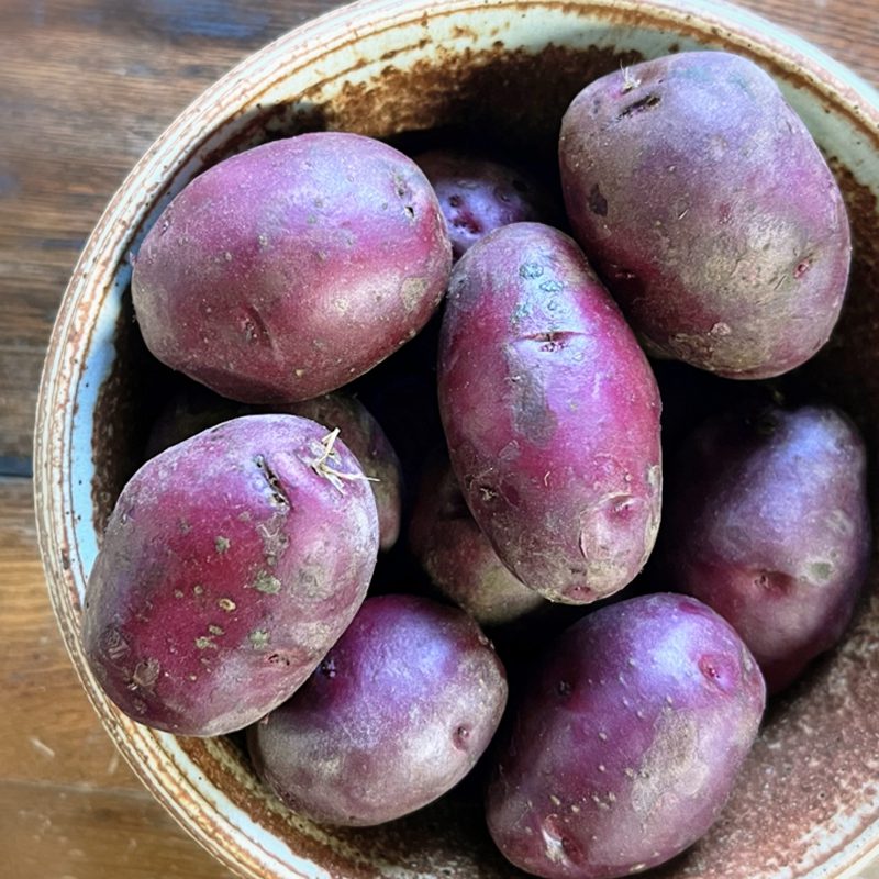 Organic Baby Red Potato Fruition Seeds organic-baby-red-potato-fruition-seeds