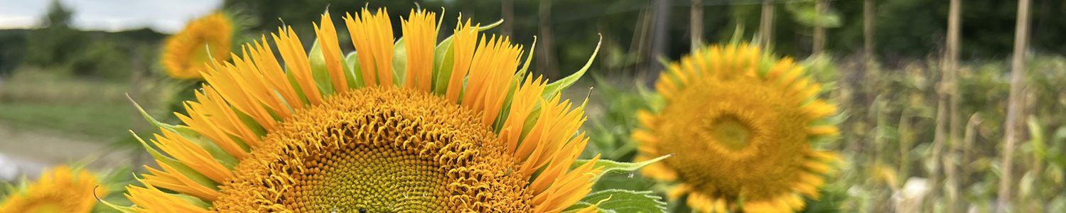 Bee loved sunflower header 1500x300 1