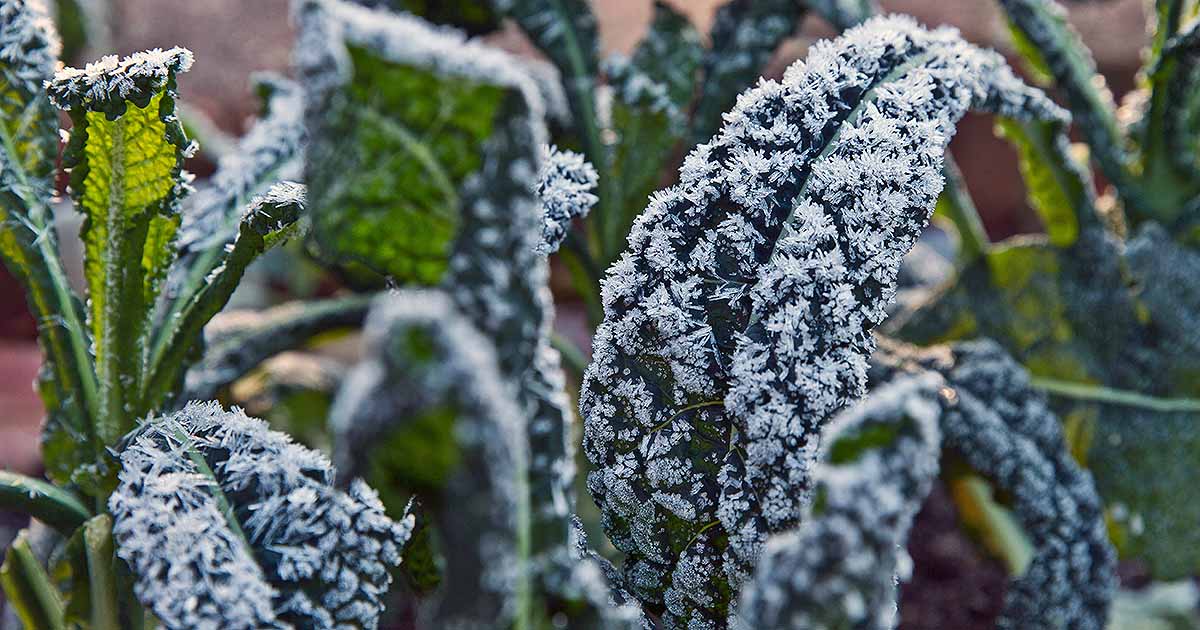 Best Types of Kale for Cold Climates 1