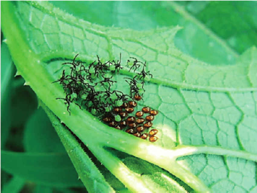 squash bug babies