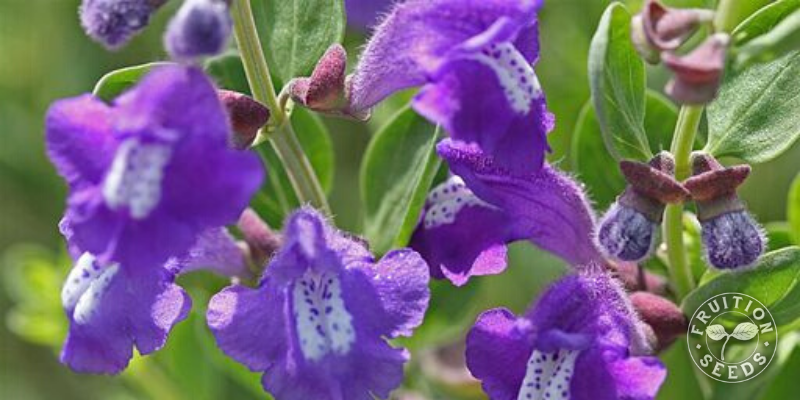 FDbl7OwWRRHyN6EcGhBg organic skullcap fruition seeds