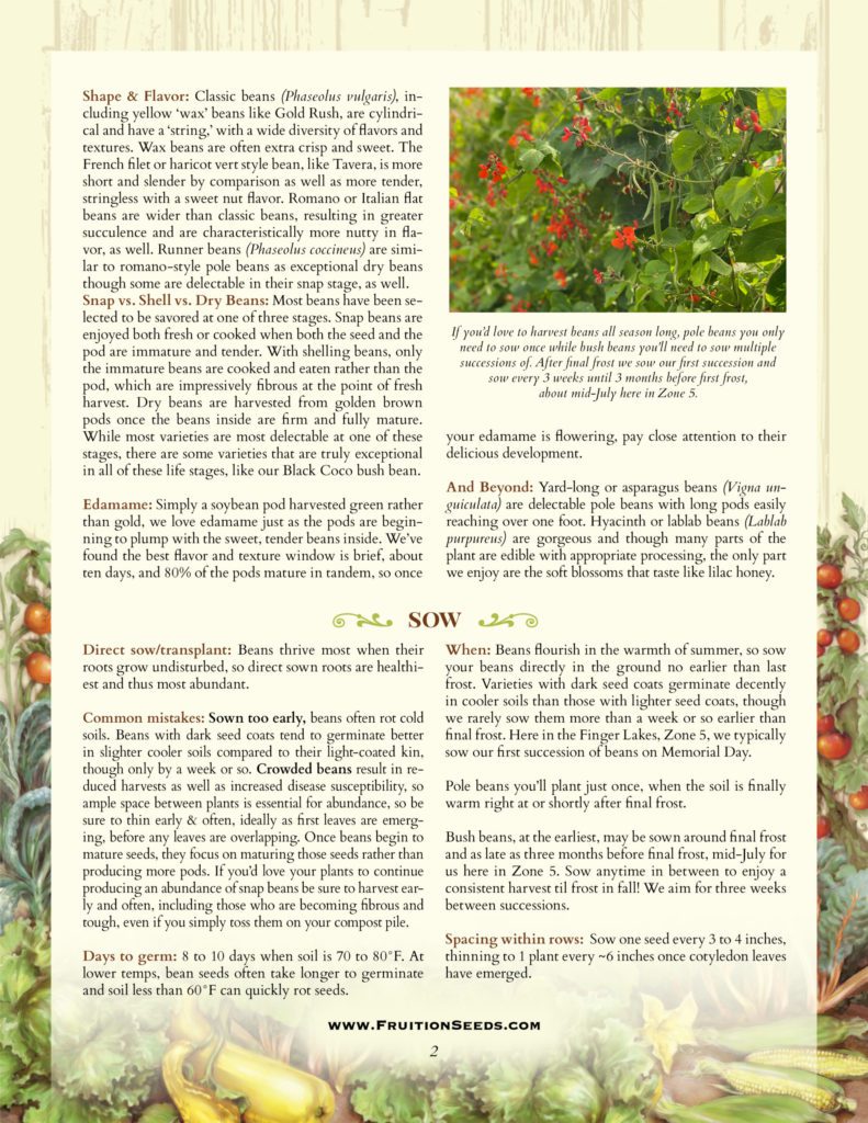 Thumbnail of Growing Guide for Bean Growing Guide