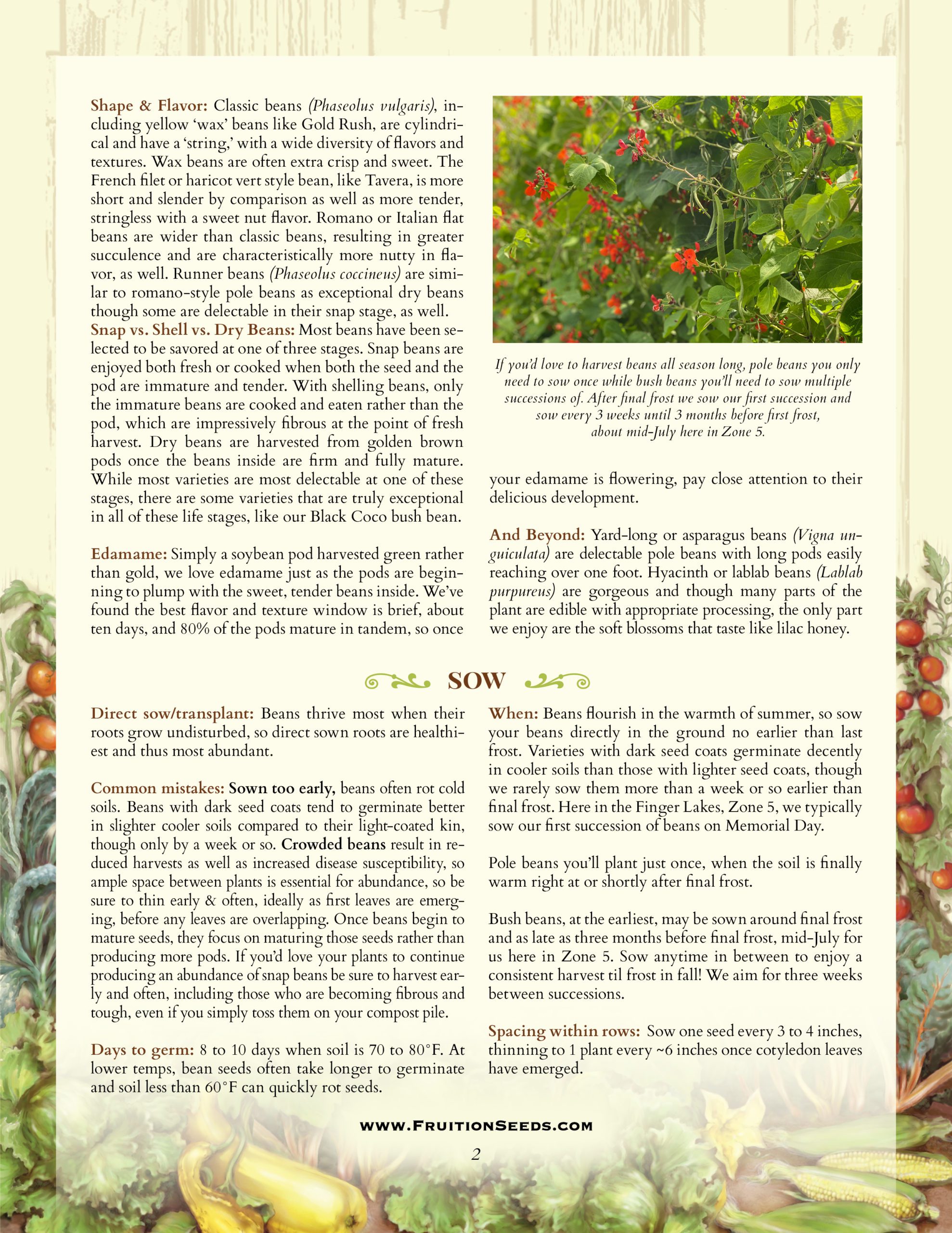 Growing Guide for Sowing & Growing Series: Beans