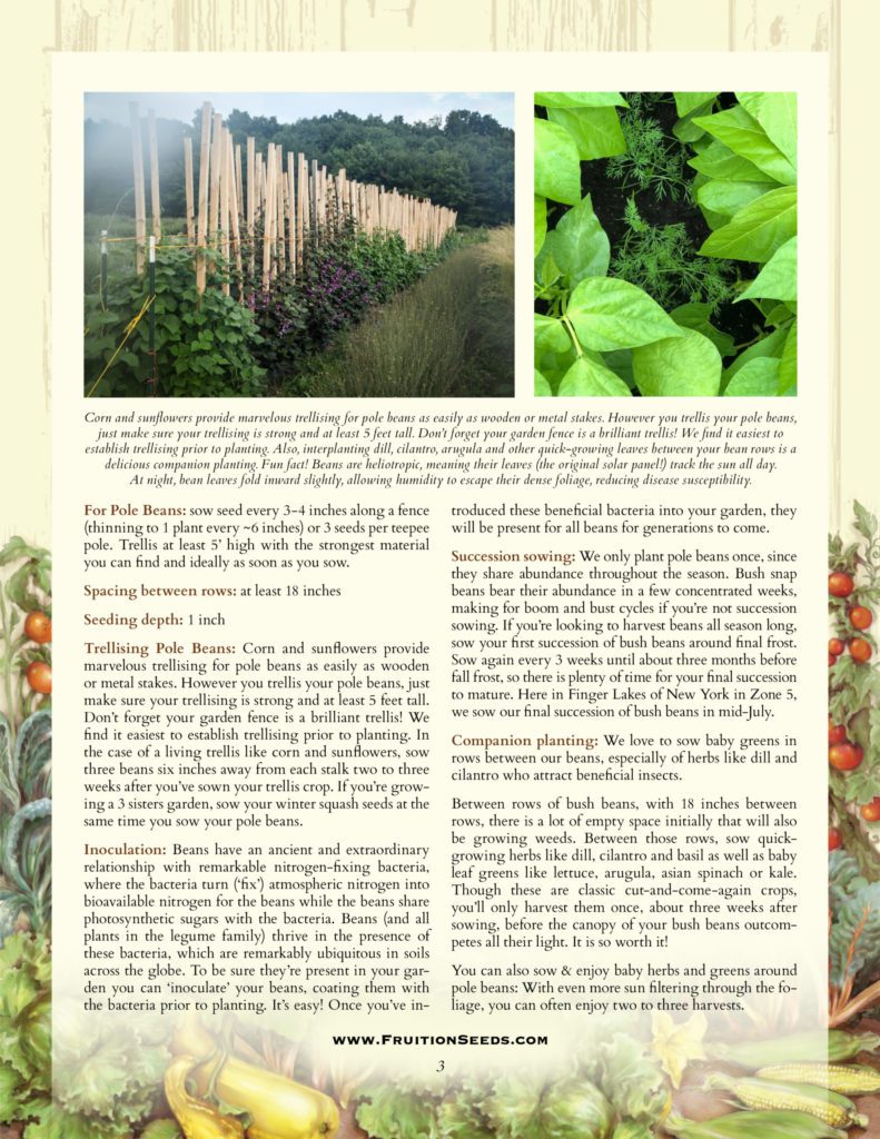 Thumbnail of Growing Guide for Bean Growing Guide