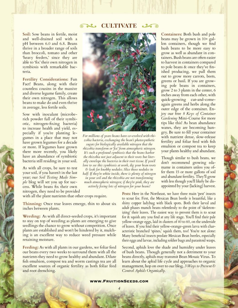Thumbnail of Growing Guide for Bean Growing Guide