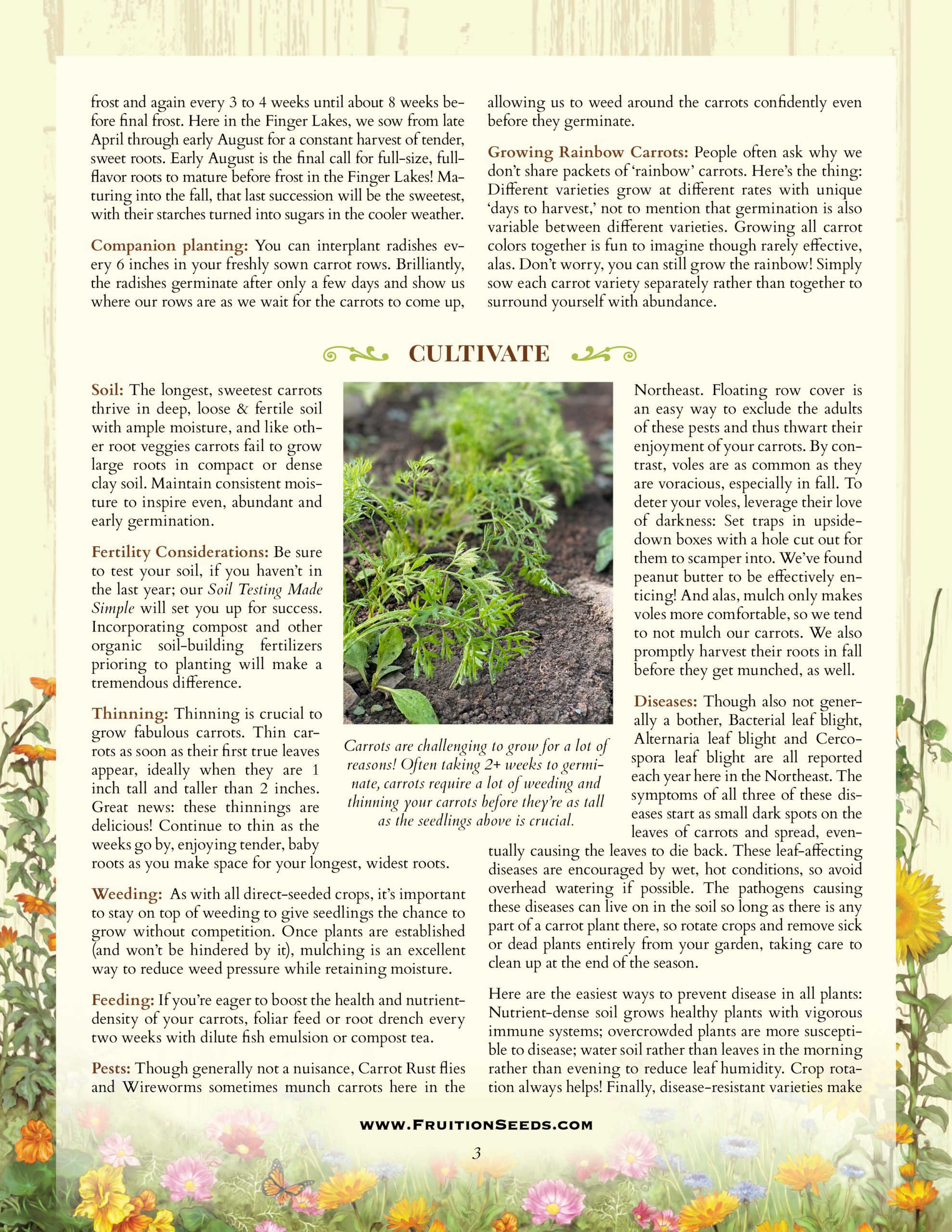 Growing Guide for Sowing & Growing Series: Carrots