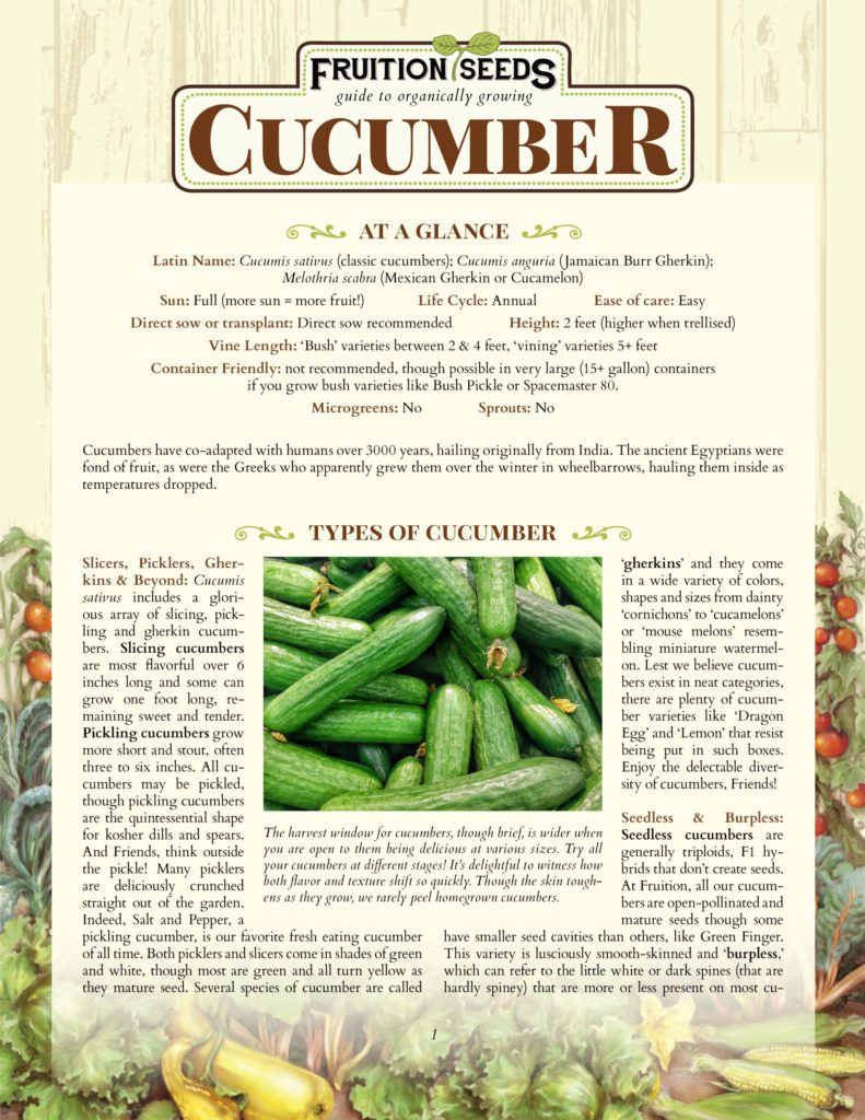 Thumbnail of Growing Guide for Cucumber Growing Guide