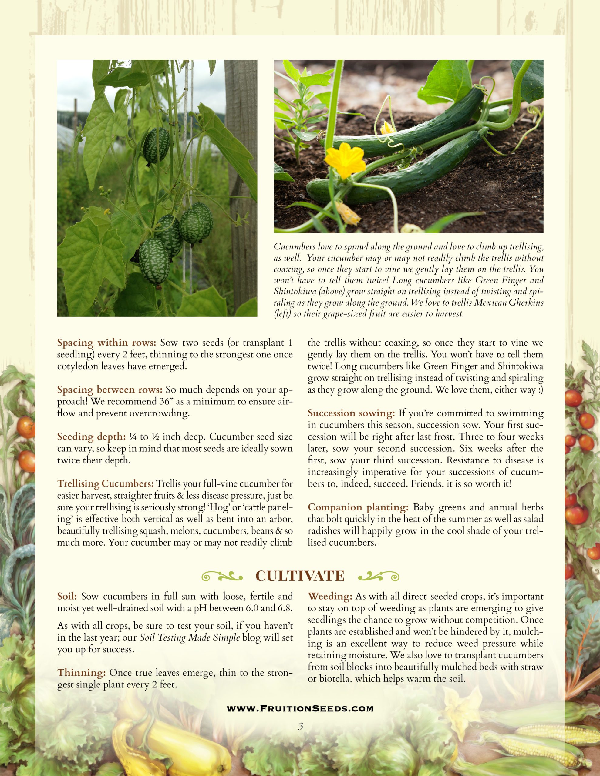 Growing Guide for Cucumber Growing Guide