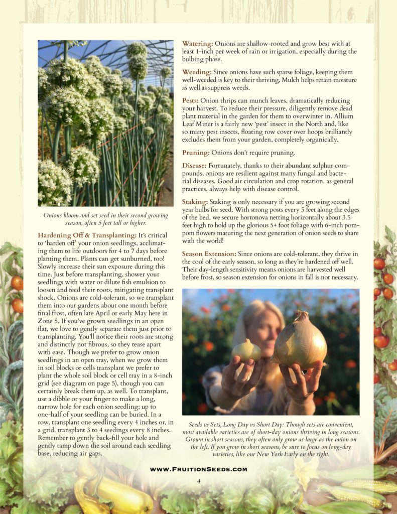 Thumbnail of Growing Guide for Onion Growing Guide