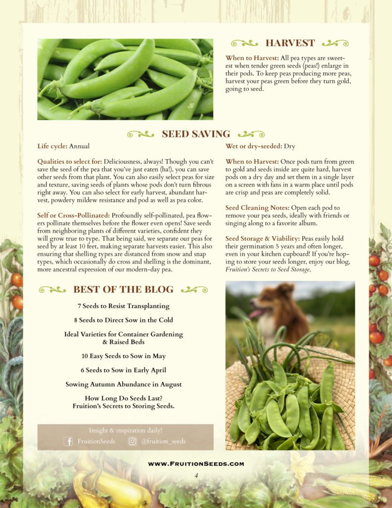 Thumbnail of Growing Guide for Peas Seedkeeping Guide