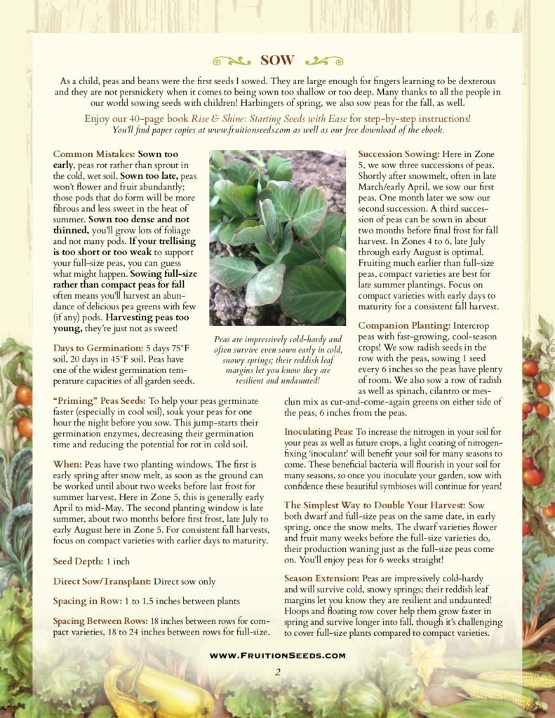 Thumbnail of Growing Guide for Peas Growing Guide