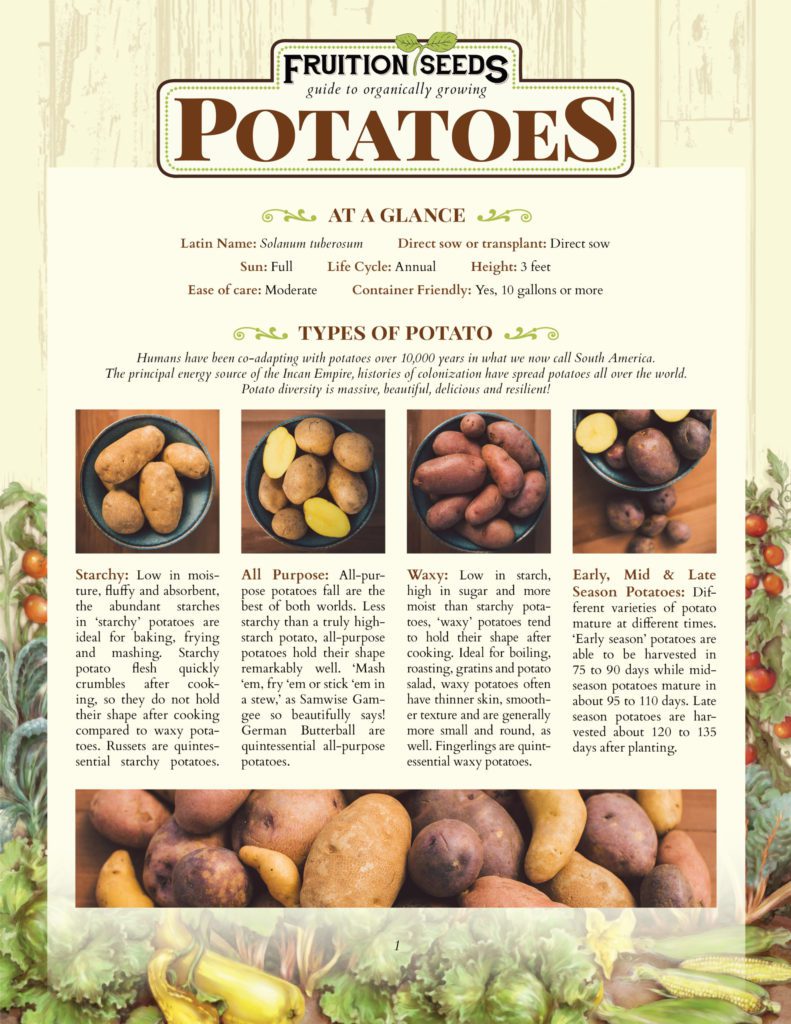 Purple potatoes: varieties, growing & use - Plantura