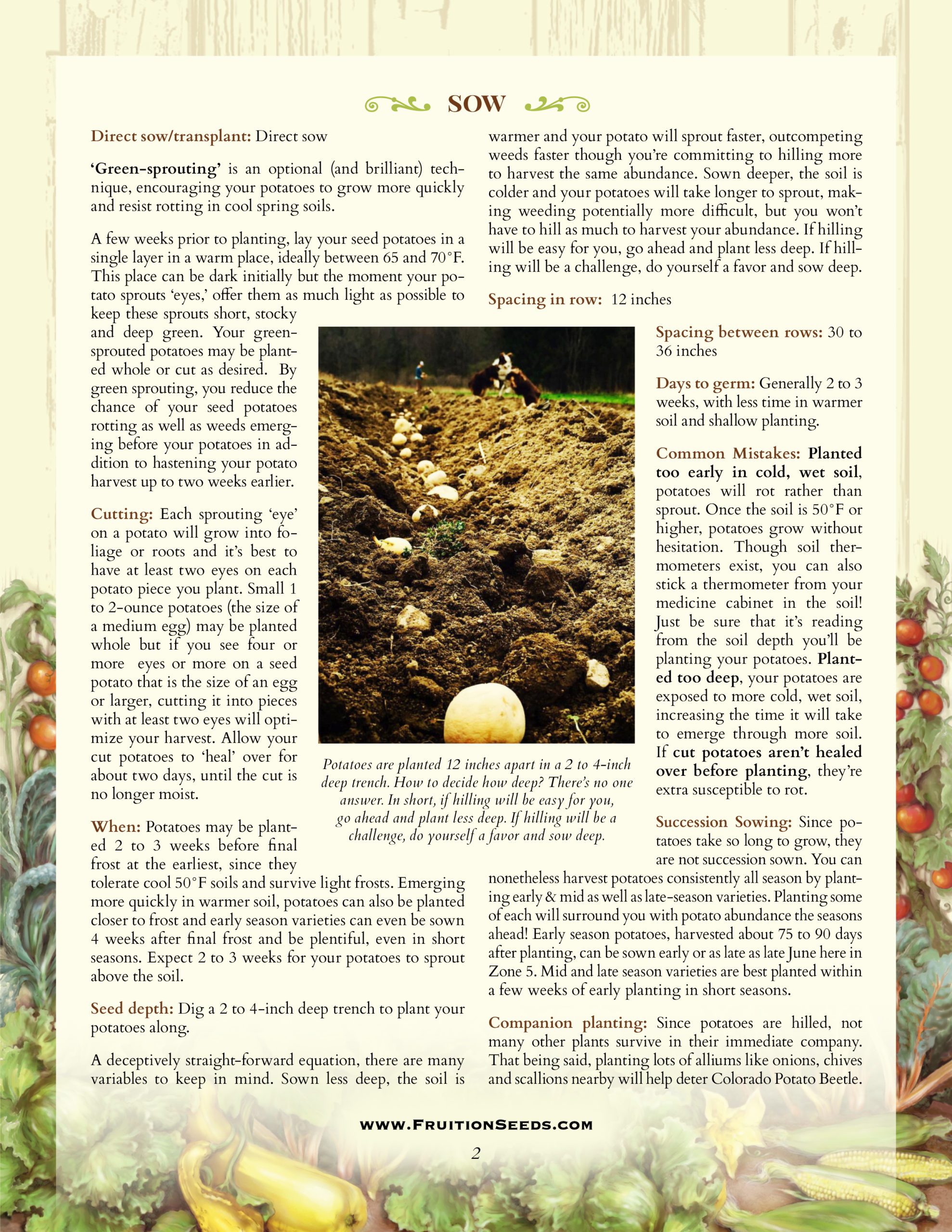 Thumbnail of Growing Guide for Sowing & Growing Series: Potatoes