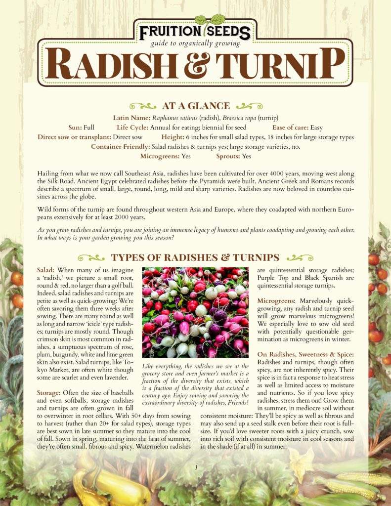 Thumbnail of Growing Guide for Radish & Turnip Growing Guide!