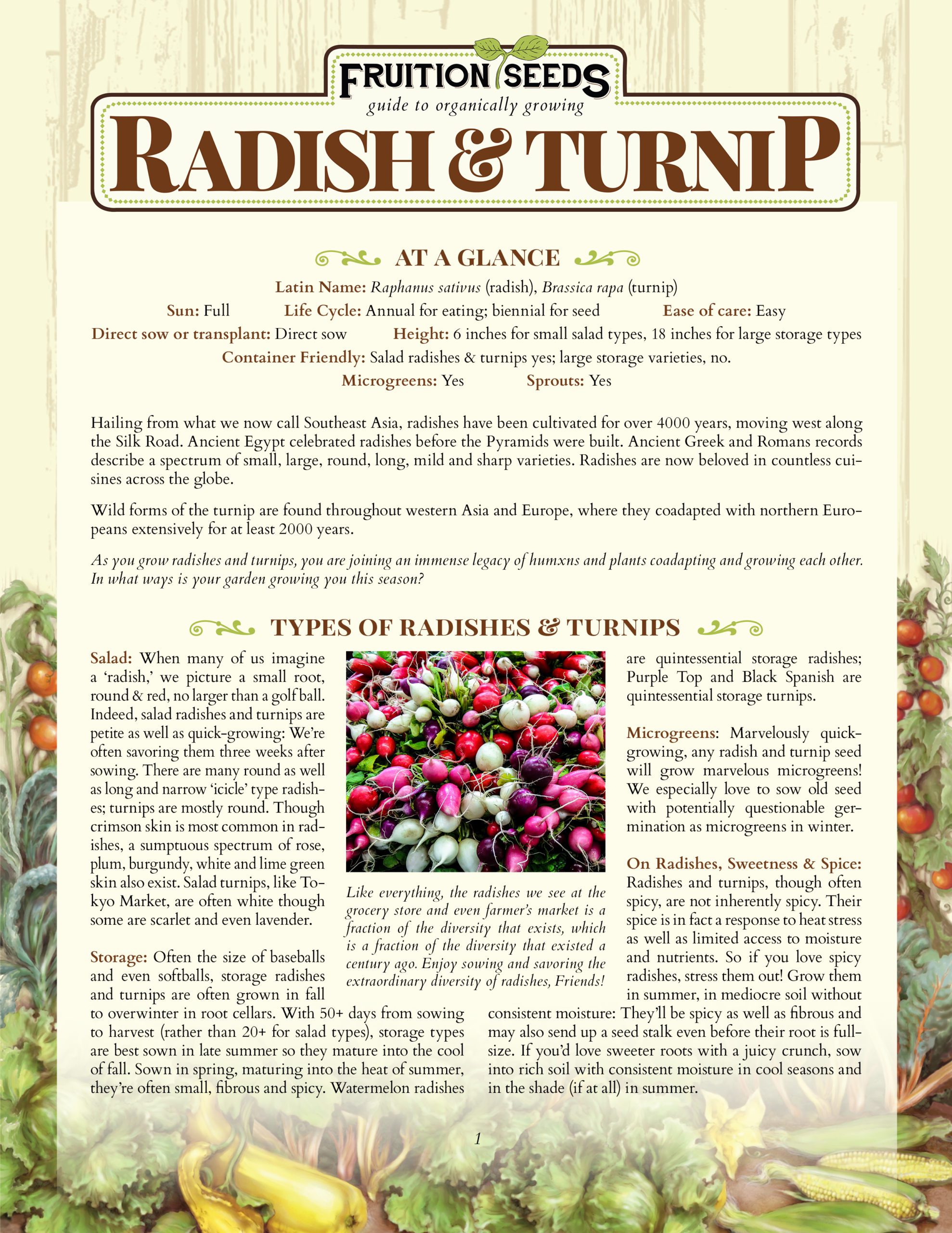 Growing Guide for Radish & Turnip Growing Guide!