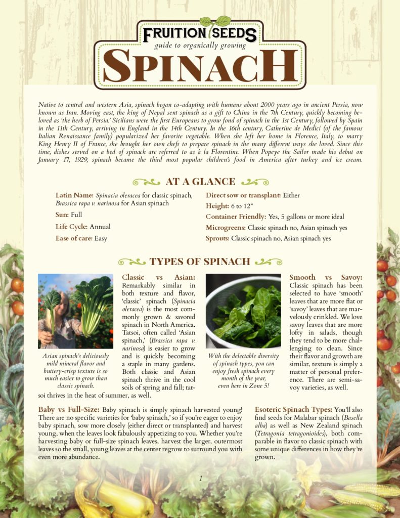 Thumbnail of Growing Guide for Spinach Growing Guide