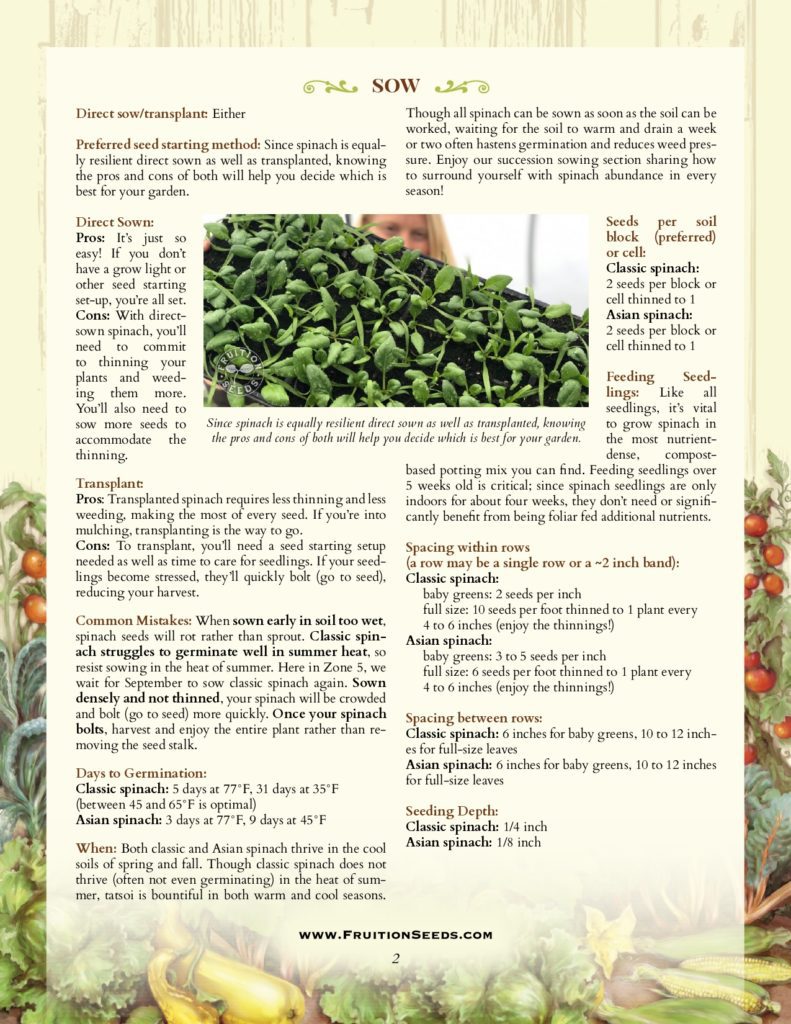 Thumbnail of Growing Guide for Spinach Growing Guide