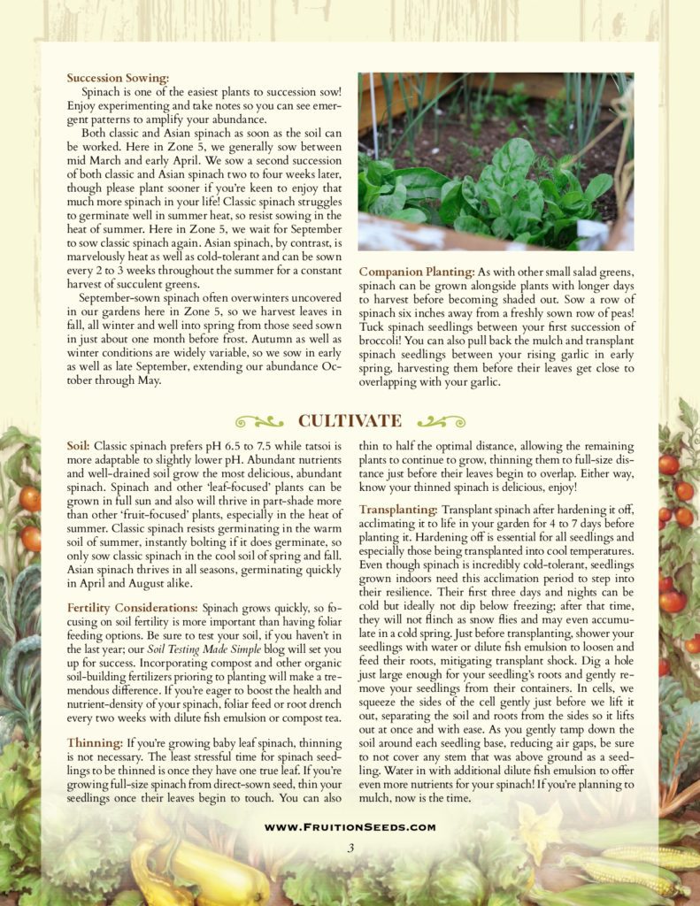 Thumbnail of Growing Guide for Spinach Growing Guide