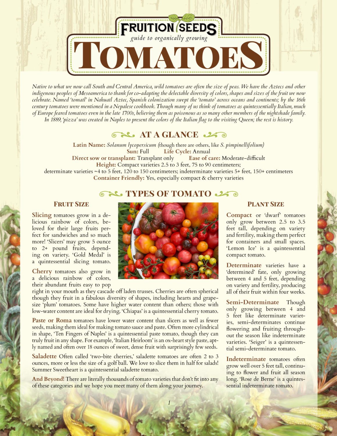 Growing Guide for Sowing & Growing Series: Tomatoes