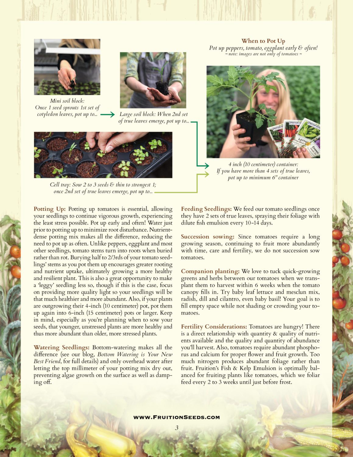 Growing Guide for Sowing & Growing Series: Tomatoes