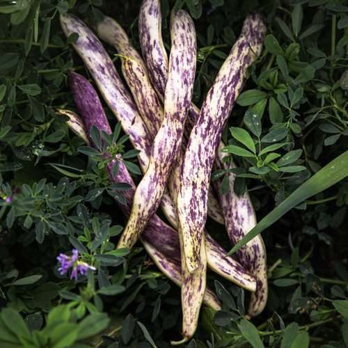 Organic Dragon Tongue Bush Snap Bean