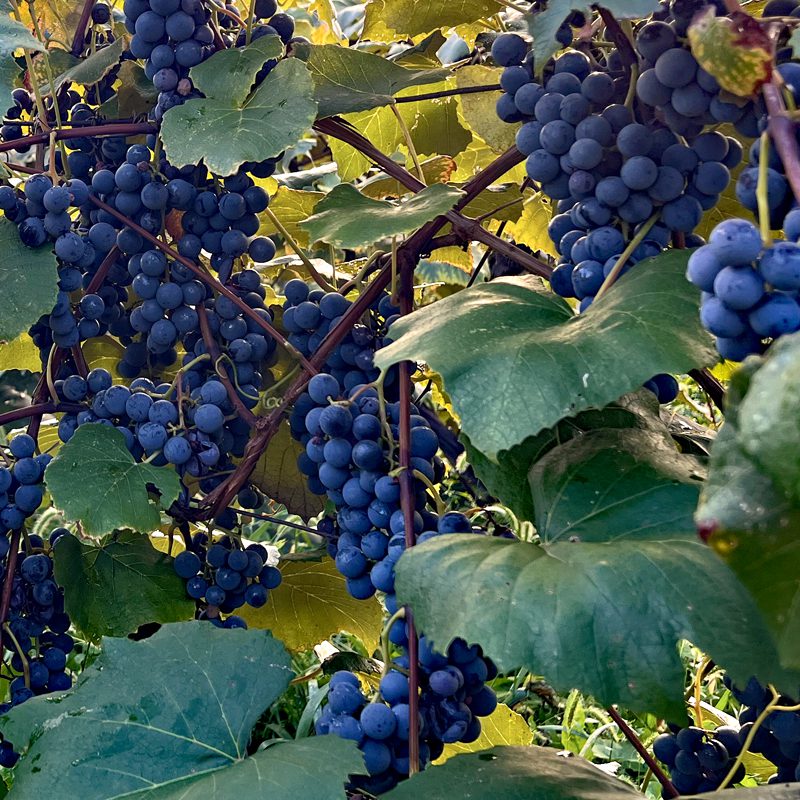 Grape 800x800 1