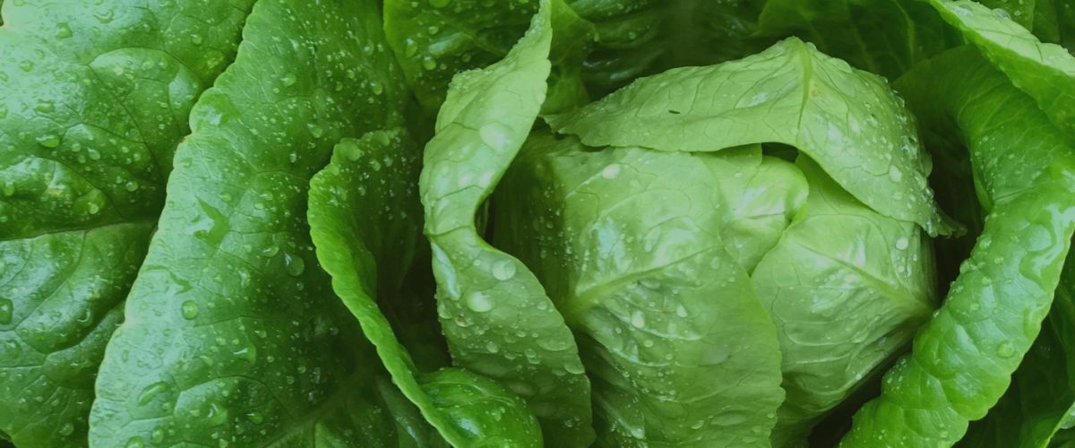 Lettuce Fruition Seeds