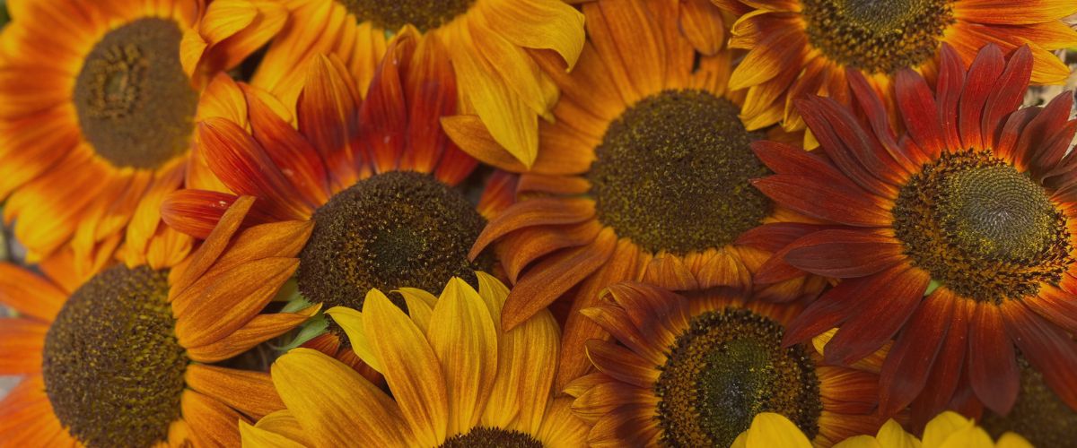 Fruition Seeds photo 5