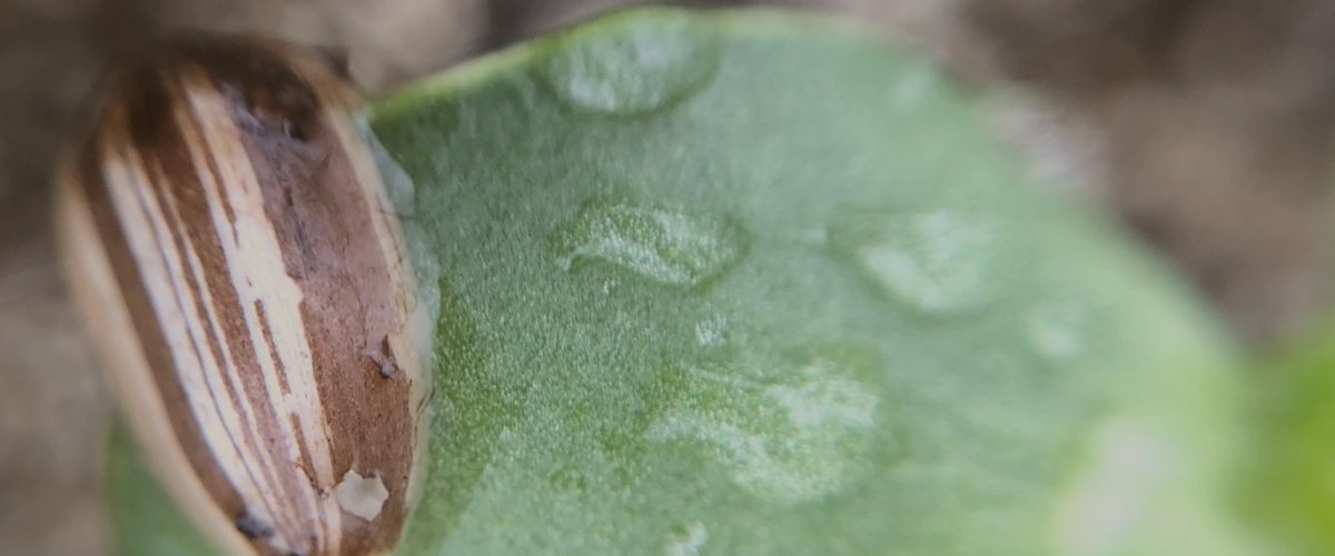 Fruition Seeds photo 6