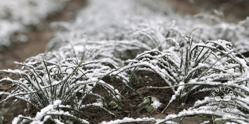 saffron snow winter