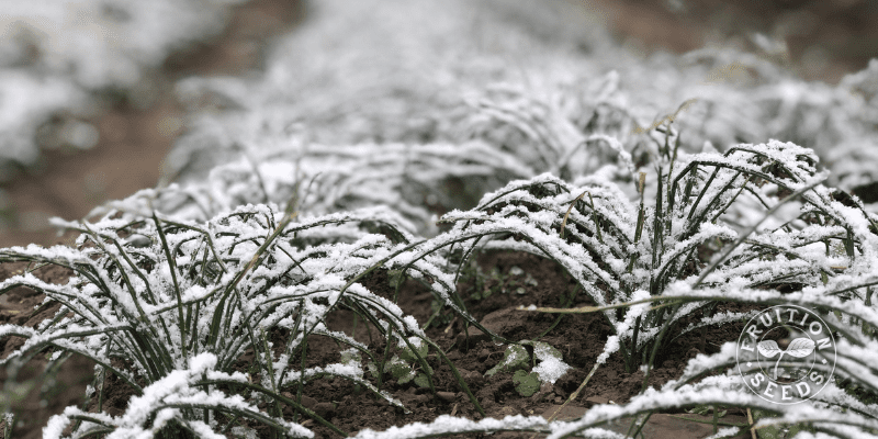 Grow Your Own Saffron! 6 saffron snow winter