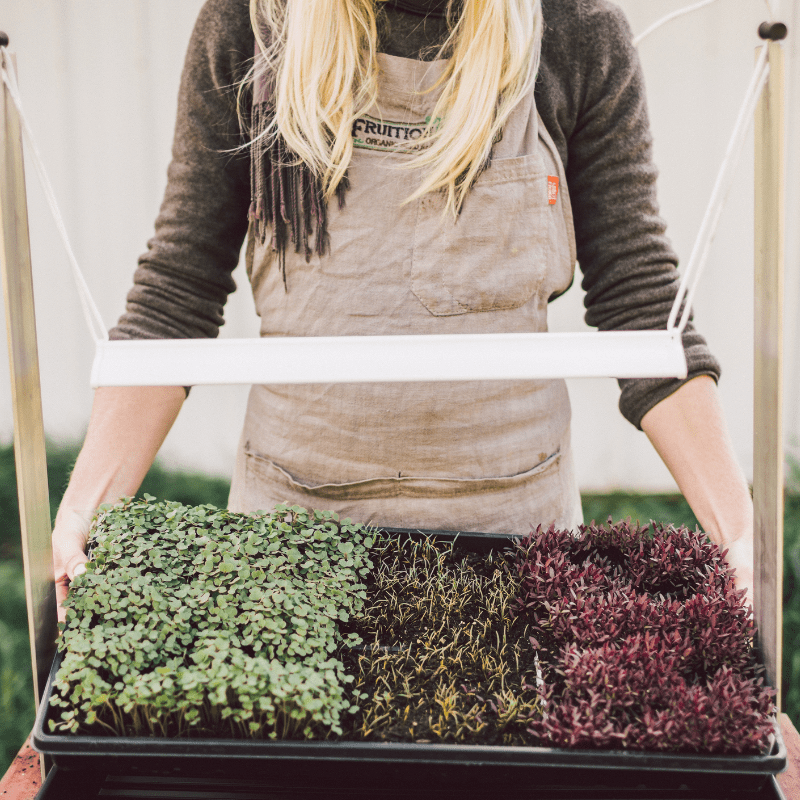 Light Microgreens